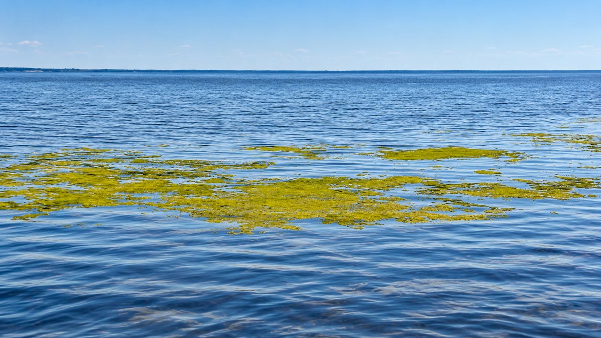 Water surface with a visible cyanobacterial bloom