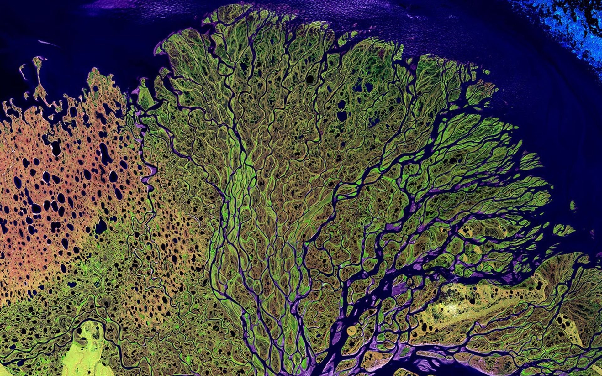 False-colour Landsat satellite image of the Lena River Delta, with branching channels and lakes